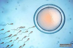 卵子受精进程详解