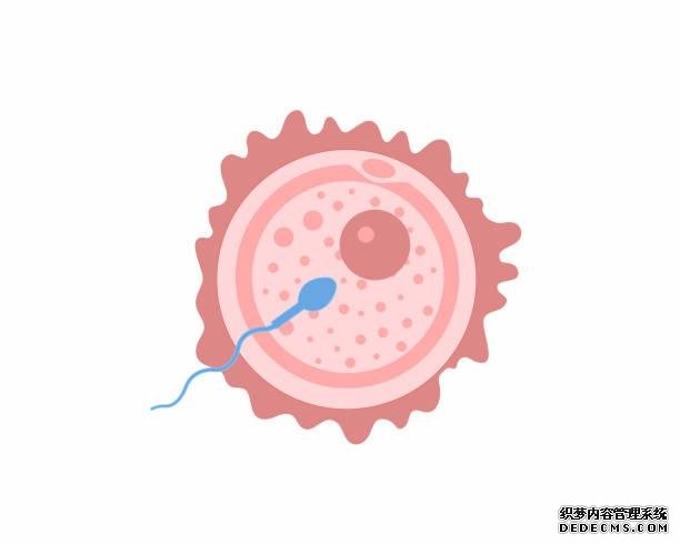 Hello IVF：做试管婴儿可以放两个胚胎吗？