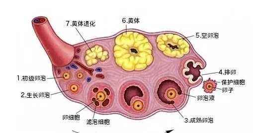 试管妈妈的卵巢